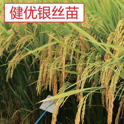 <strong>【早熟优质国审稻】健优银丝</strong>