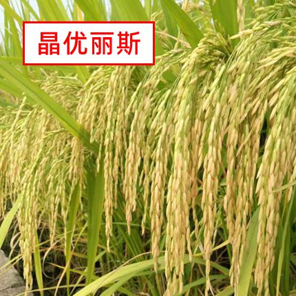 <strong>晶优丽斯</strong>