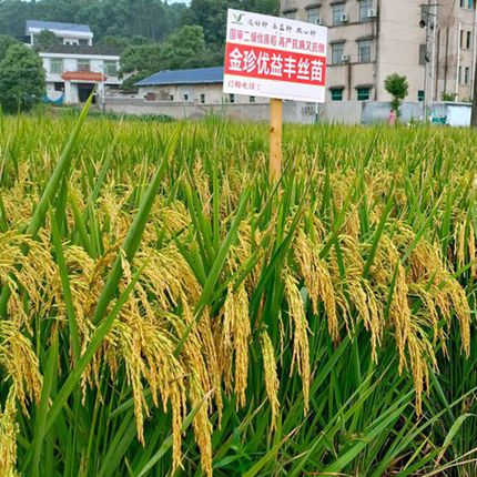 <strong>【国审大穗二级】金珍优益丰</strong>